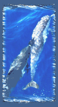 catalina09